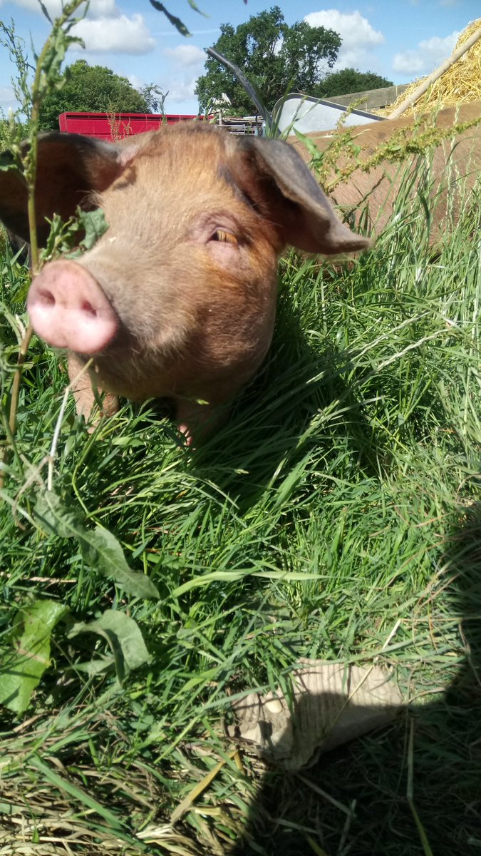 deersbrookfarm's tweet photo. @farmsnotfactory These guys agree #farmsnotfactory all the way #localfood https://t.co/uKfjXaOKM6