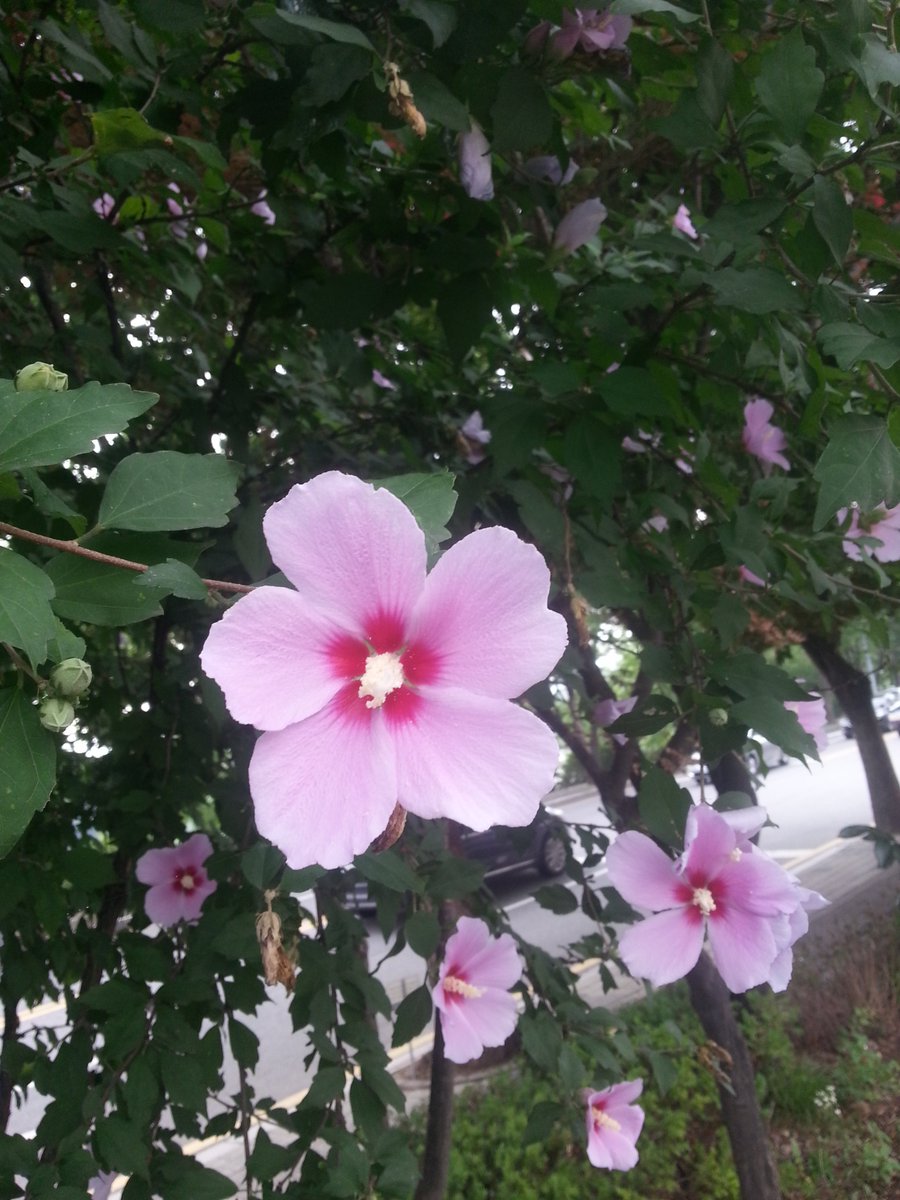 #성남시 분당구보건소에 우리나라꽃인 
무궁화꽃이 예쁘게 피었답니다. ㅠㅠ