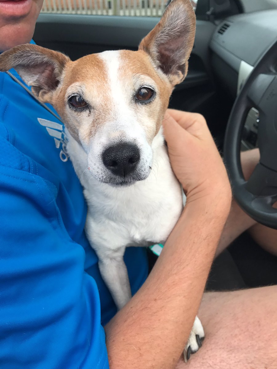 LeeSolentJun's tweet photo. Mr Martin has found a stray dog near Peel Common R'bout please share so we can reunite with owner. Thank You https://t.co/GS84mu2BrU