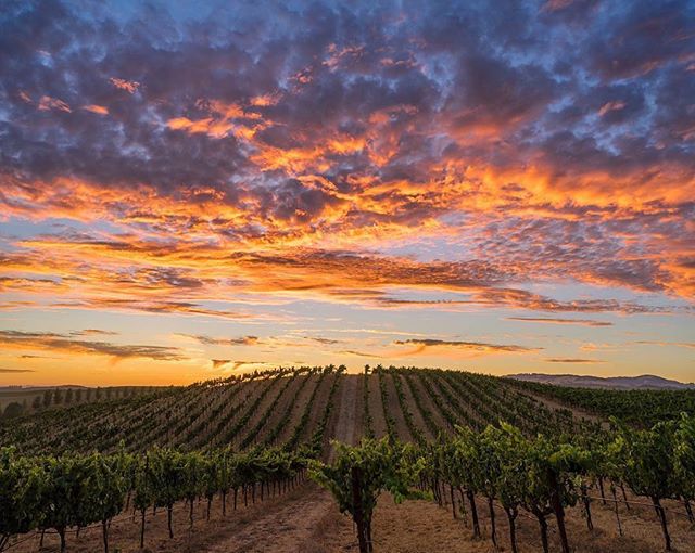 itsCB's tweet photo. Reposting @winedestinations:
Heavenly Sonoma sunset! 🍇🌅🍷
・・・
Pic cred to @norcal_karen. #Heavenly #Sonoma #sunset https://t.co/NfA6OzOBYO