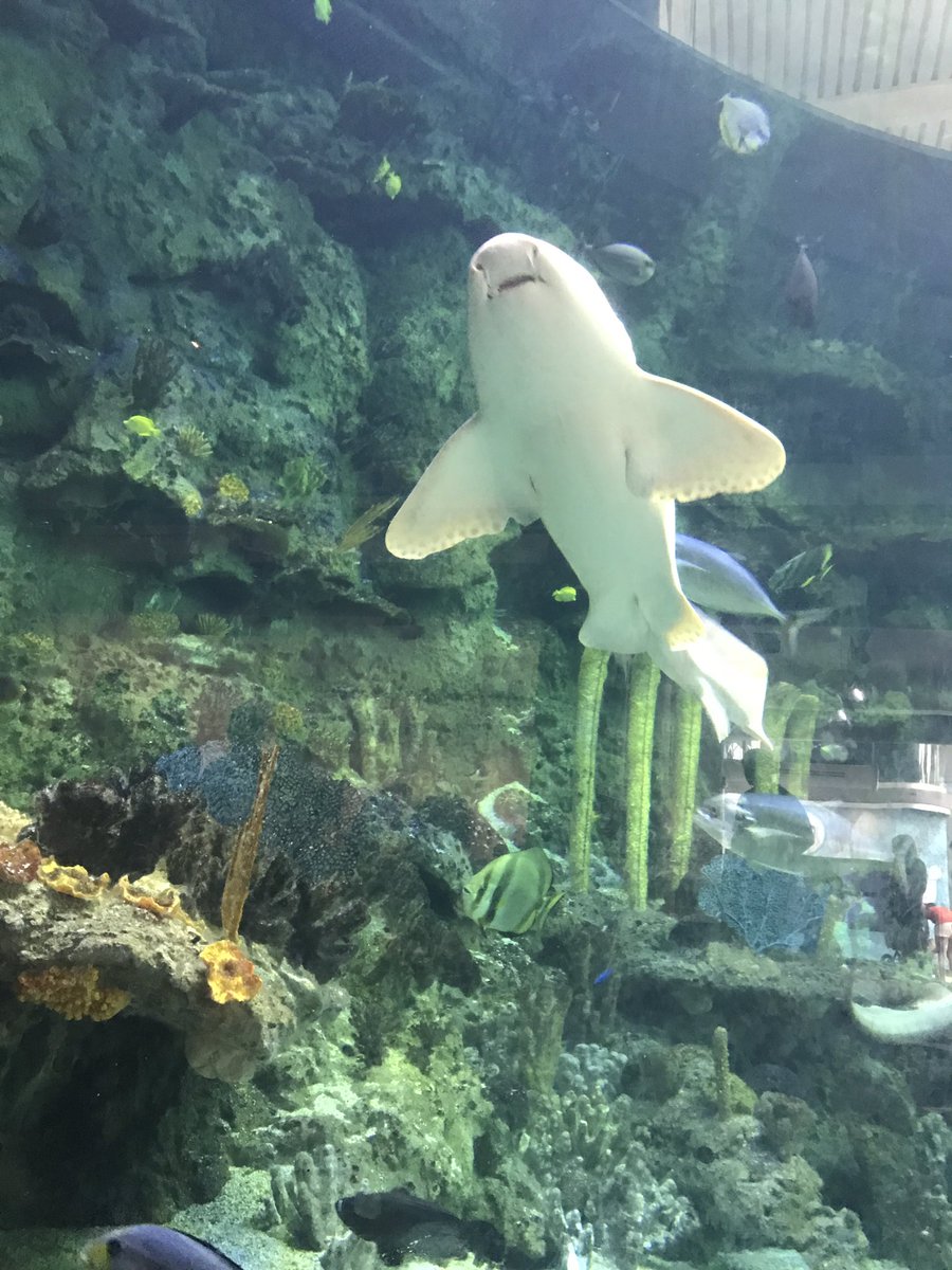 advantar's tweet photo. #sharkweek #aquarium #Lunchtime @PghZoo https://t.co/qTZJ3Ab1GR