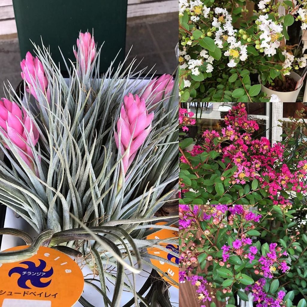 Native Garden チランジア ライトピンクキャンディ と サルスベリの木 入荷致しました 湘南 Nativegarden 花屋 藤沢 藤沢本町 チランジア ライトピンクキャンディ サルスベリの花 T Co X2xbvc0yxf T Co Hjywzpotcv Native Garden チランジア ライトピンクキャンディ と サルスベリの木 入荷致しました 湘南 Nativegarden 花屋 藤沢 藤沢本町 チランジア ライトピンクキャンディ サルスベリの花 T Co X2xbvc0yxf T Co Hjywzpotcv