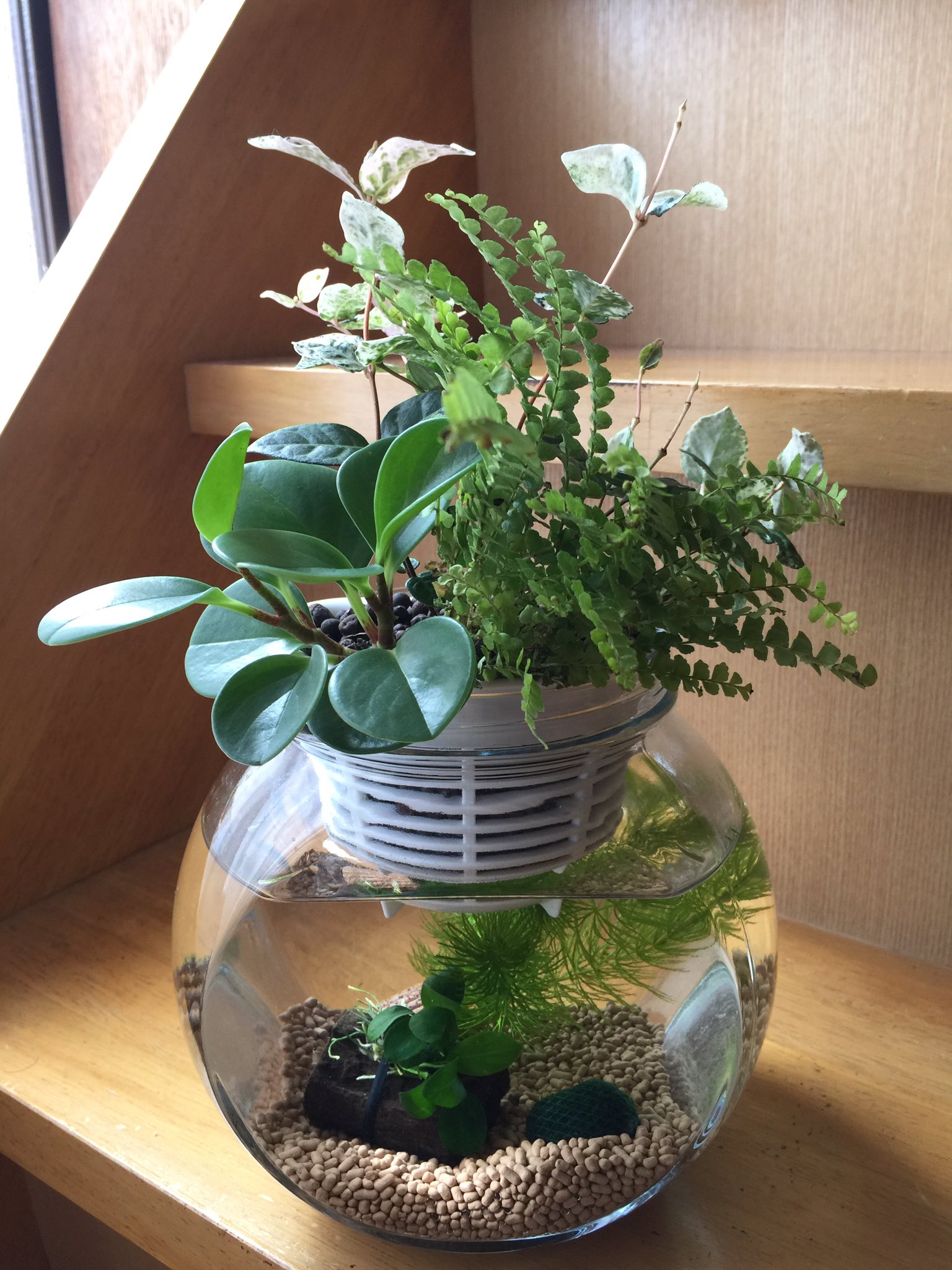 ちーちゃん Sur Twitter ボトルアクアリウムとやらに挑戦 中の水草と一部の植物以外はオール100均 の品で完成しました こっちは水草以外はオール100均 アクアリウム ボトルアクアリウム グラスアクアリウム T Co Pgcrzakkri Twitter