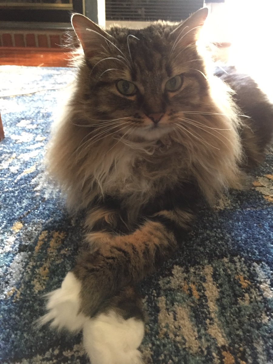 MichaelCWalsh's tweet photo. This Ghost started extra spooky and I'm loving that right now. Where's my cat hiding out? This is her song! #Phish #GhostTheCat https://t.co/gSEo4qp8D1