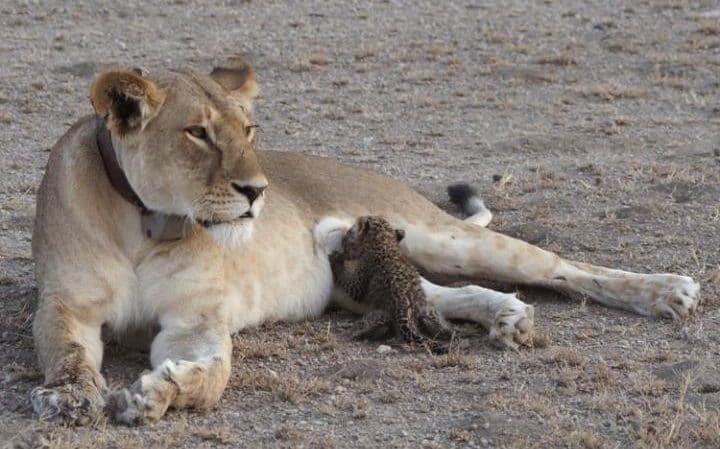 Just1Word's tweet photo. So the king gave the order, and they brought Daniel and threw him into the lions’ den. The king said to Daniel, “...https://t.co/bmNQDPKwZ4 https://t.co/uV7kIPdU6F