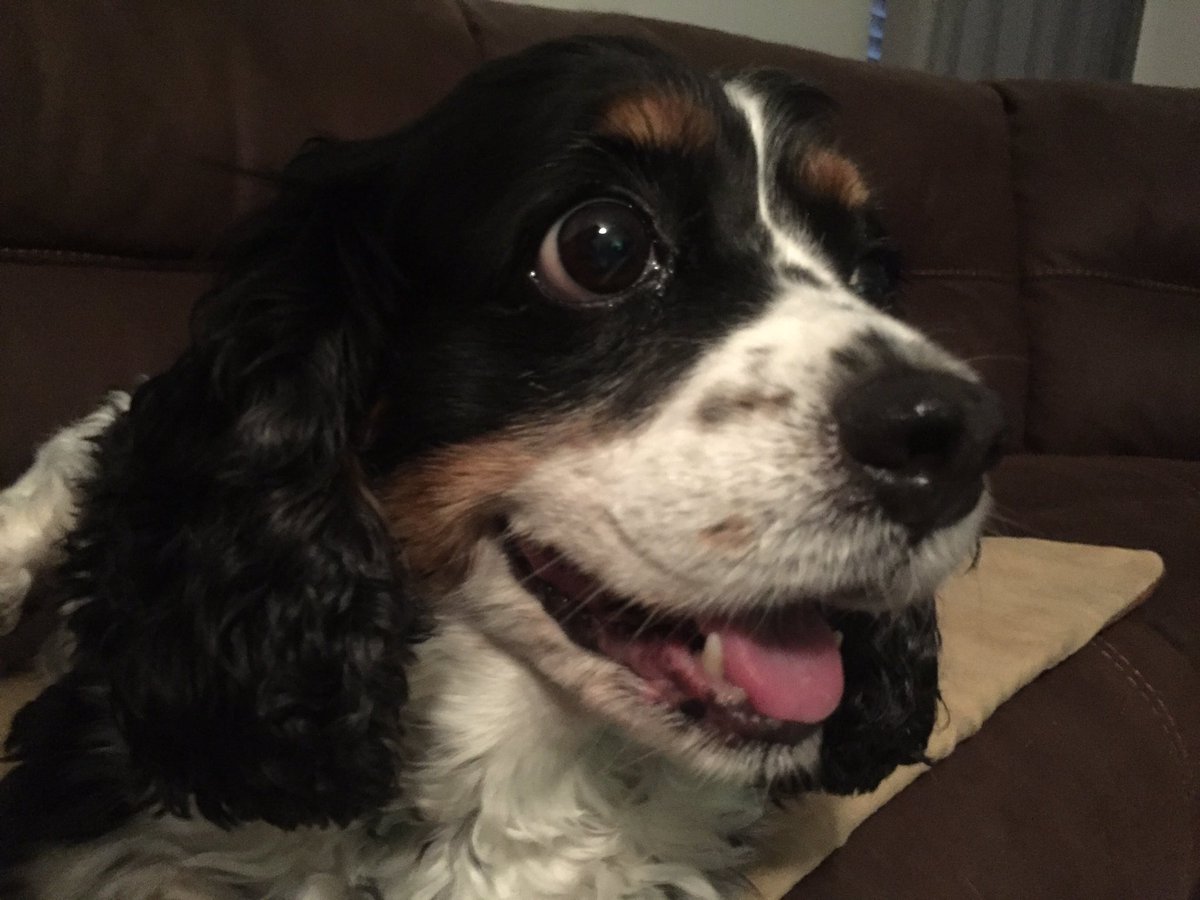 ChristoStad's tweet photo. @CavalierMatter1 @healthycavalier Priscilla demands mandatory health testing for #cavaliers. #forPanda #forBobby #forHarry #TongueOutTuesday https://t.co/T0TvYJ3IMN