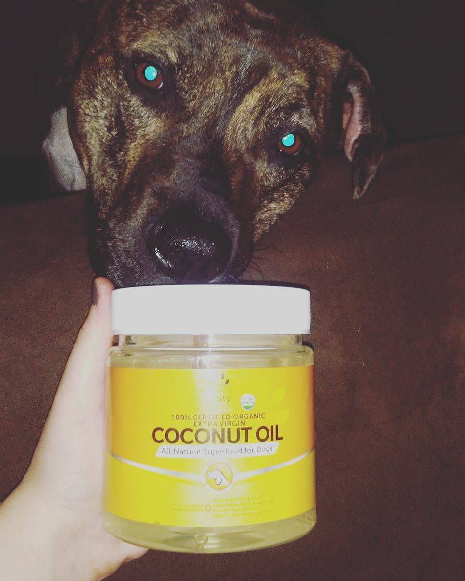 PinsAndSamples's tweet photo. She loves her Organic Coconut Oil from Zesty Paws!
#zestypaws #coconutoilfordogs #tomoson #pinsandsamples #loveher
https://t.co/5svA4x36JV https://t.co/UEA322CPQl
