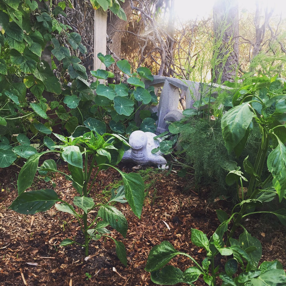FoodJusticeLA's tweet photo. I 💖 #polyculture: peppers, beans, asparagus, nasturtiums, some weeds...and a turtle. #liveandletlive https://t.co/ozu1KUpPWj