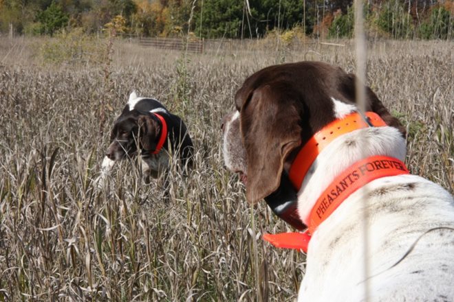 BirdnWaterFowl's tweet photo. pheasants4ever: #RoosterReport: Our summer #pheasant report from #Nebraska https://t.co/sKwHnr3YbX https://t.co/Y8HCZjxNP0