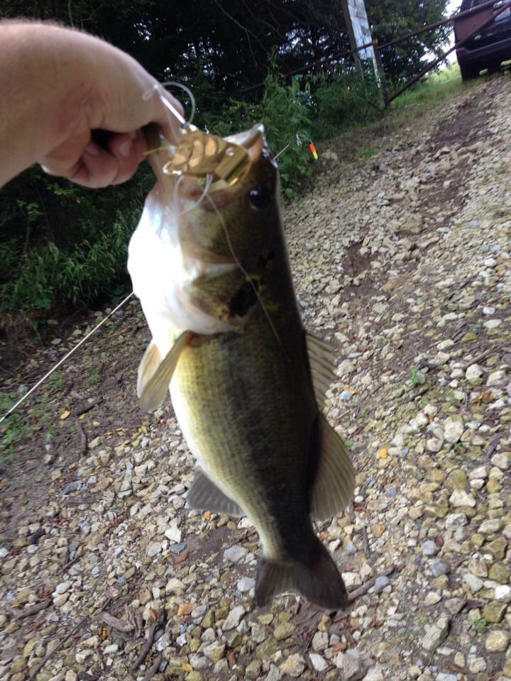 Wreckum_Fowl's tweet photo. Love buzzbait season!@FrogginDirty @BassFishnTips @lapbass @Catch_more_fish @bassaholic802 @AddictsBass @FISH__HUNTER @TopWaterGuru @BALURES https://t.co/VFR0aMIK8H