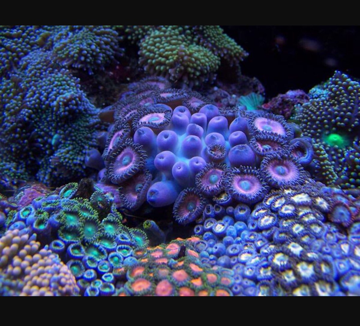 tay_samps's tweet photo. i really appreciate these coral reef close up photos https://t.co/XY8gaiHxF5