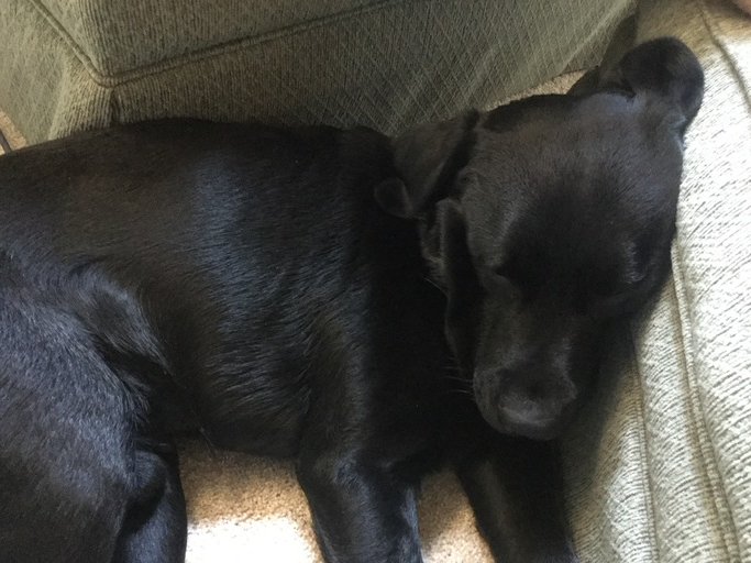 MusicalBulldogs's tweet photo. Family activities in the Summer always make the best memories! #Snuggle Summer https://t.co/gZEQe0Tzxc