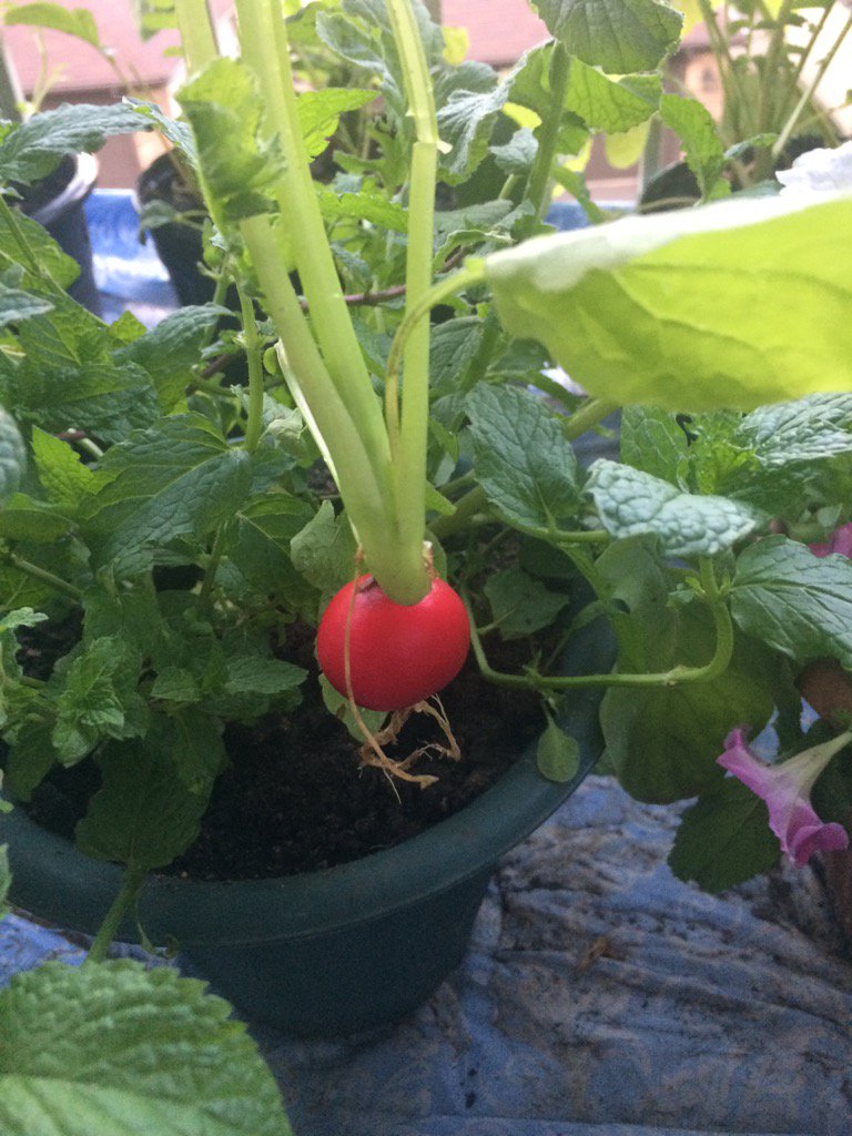 mahbubur_321's tweet photo. Radish from my balcony garden!! https://t.co/9FRxGgHxqZ
