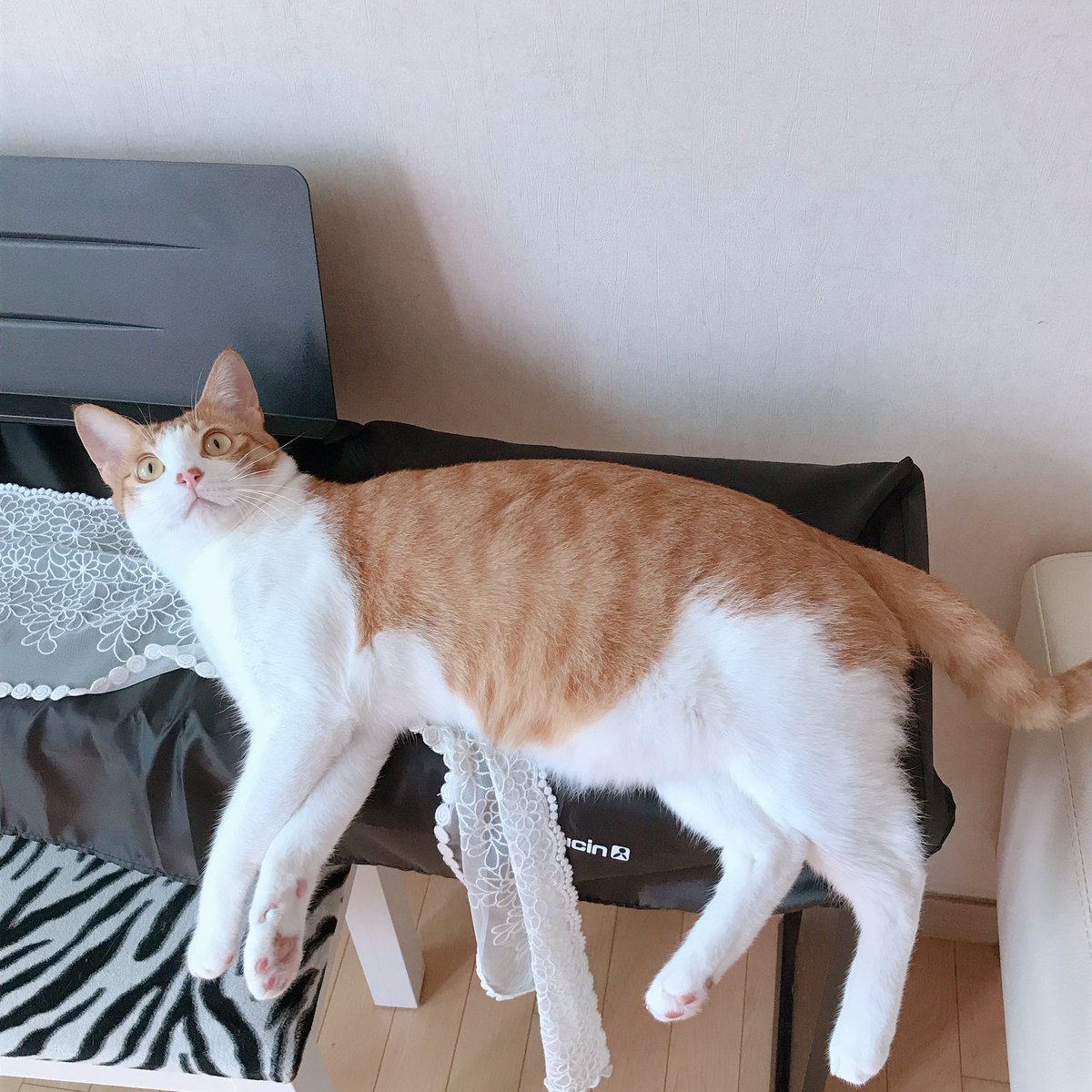 CAT_Darong's tweet photo. 냥냥 (귀여워) https://t.co/jticawhkxE