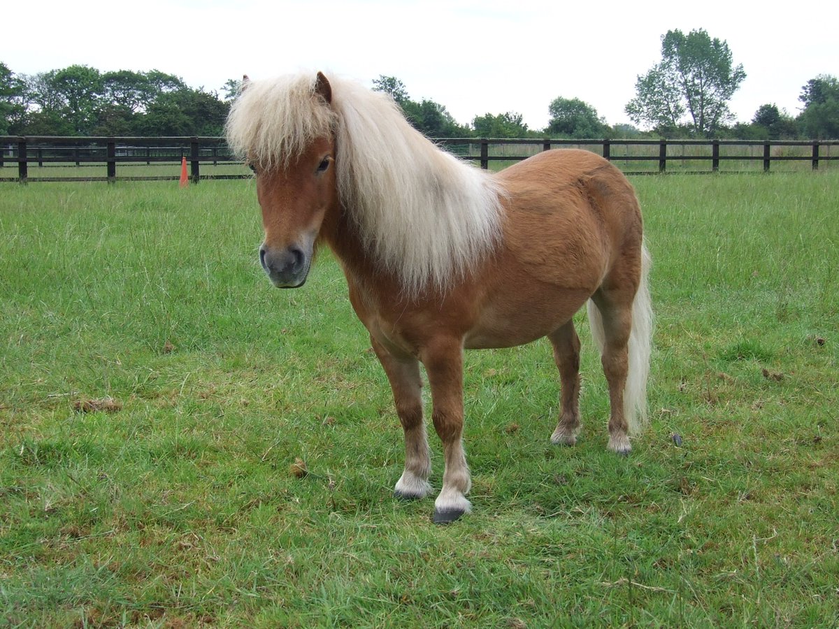 MVfarmstay's tweet photo. What happened when Toffee met Chocolate? Well Caramel of course! #closetosydney #sydneyfarm #pettingfarm https://t.co/1qKAewqH2e