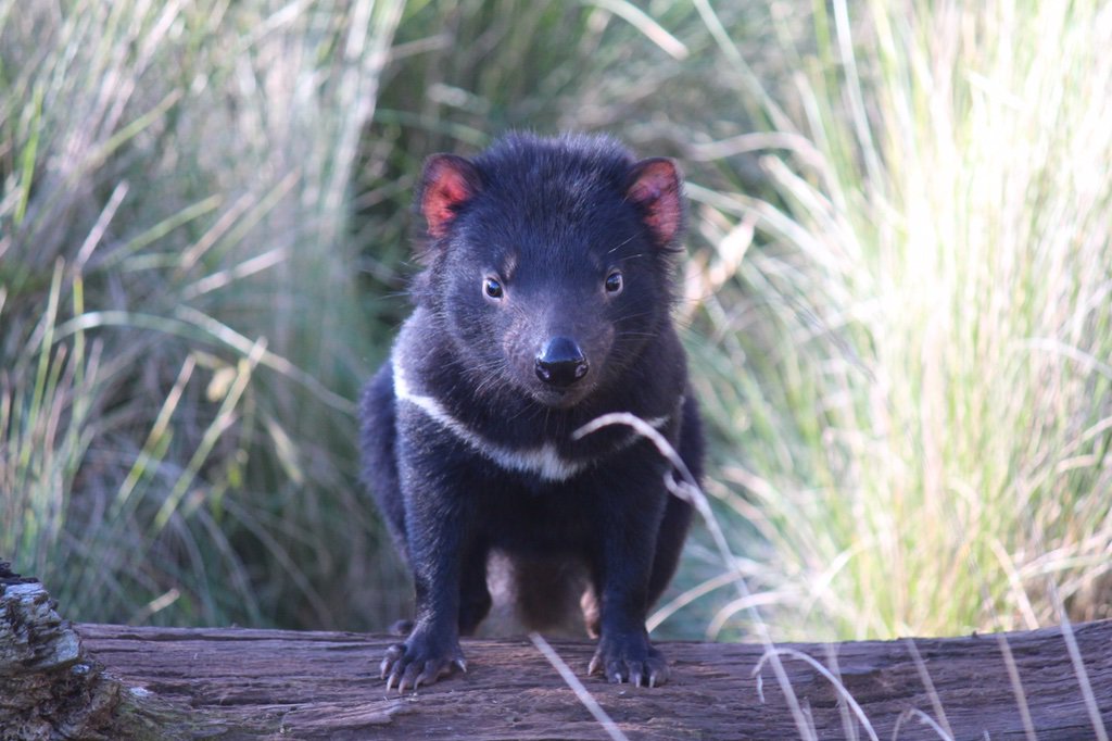 tracey_preston's tweet photo. Happy 1st Birthday Dear 'Sporty' 🎂a precious Tassie Devil bred at #DevilArk❤️ https://t.co/WK8G9t3gSb