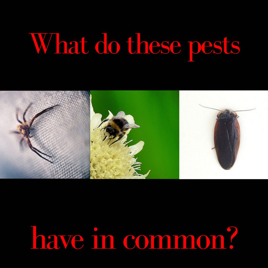 bugemergency's tweet image. None of them belong in your home! Visit bugemergency.com for more info! #LasVegasPestControl #BugEmergency