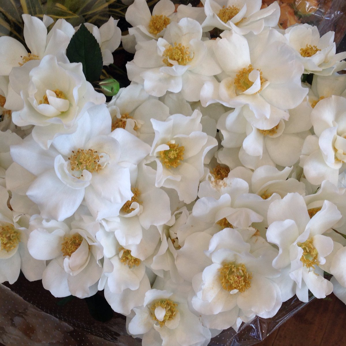 floristsonia's tweet photo. 月に1回、生花が入る日

レッスンには使わないのに
思わず買ってしまいました☺️
spバラ  ウエディングドレスです https://t.co/JHAUkHG3ax