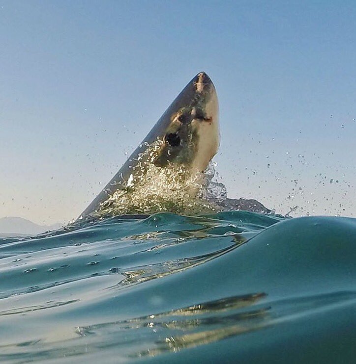 sharkingaround's tweet photo. The conical snout of a great white poking through the surface 😍 https://t.co/TtS25RIWBb