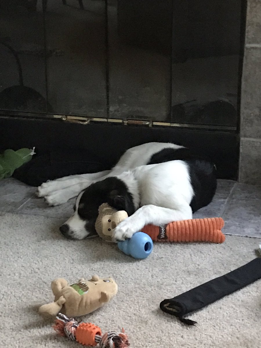 spartangrass's tweet photo. After a long day of work. @DogsOfTurf #rescuepuppy #HamiltonPorter https://t.co/9lPUgykQLz