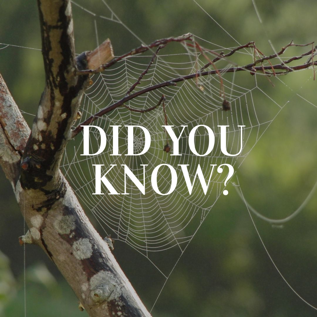 bugemergency's tweet image. Not all parts of the spiderweb are sticky! Visit bugemergency.com for more info! #LasVegasPestControl #BugEmergency