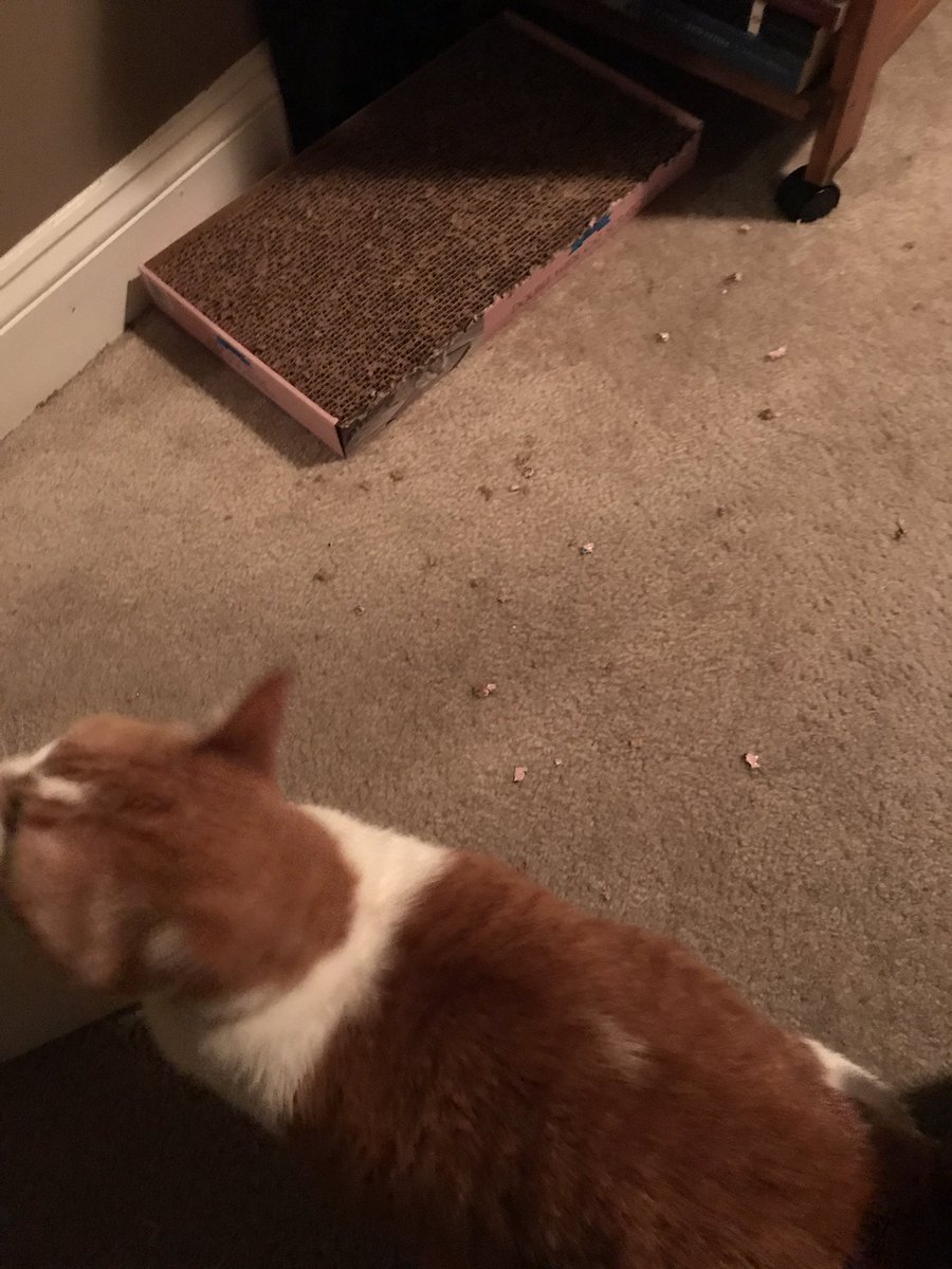 SavsNolan's tweet photo. Me: Baby I missed you so much!   #DuchessofDC: I spat all the cardboard I could find on the carpet to show my displeasure re: you leaving. https://t.co/IGMIr03i04