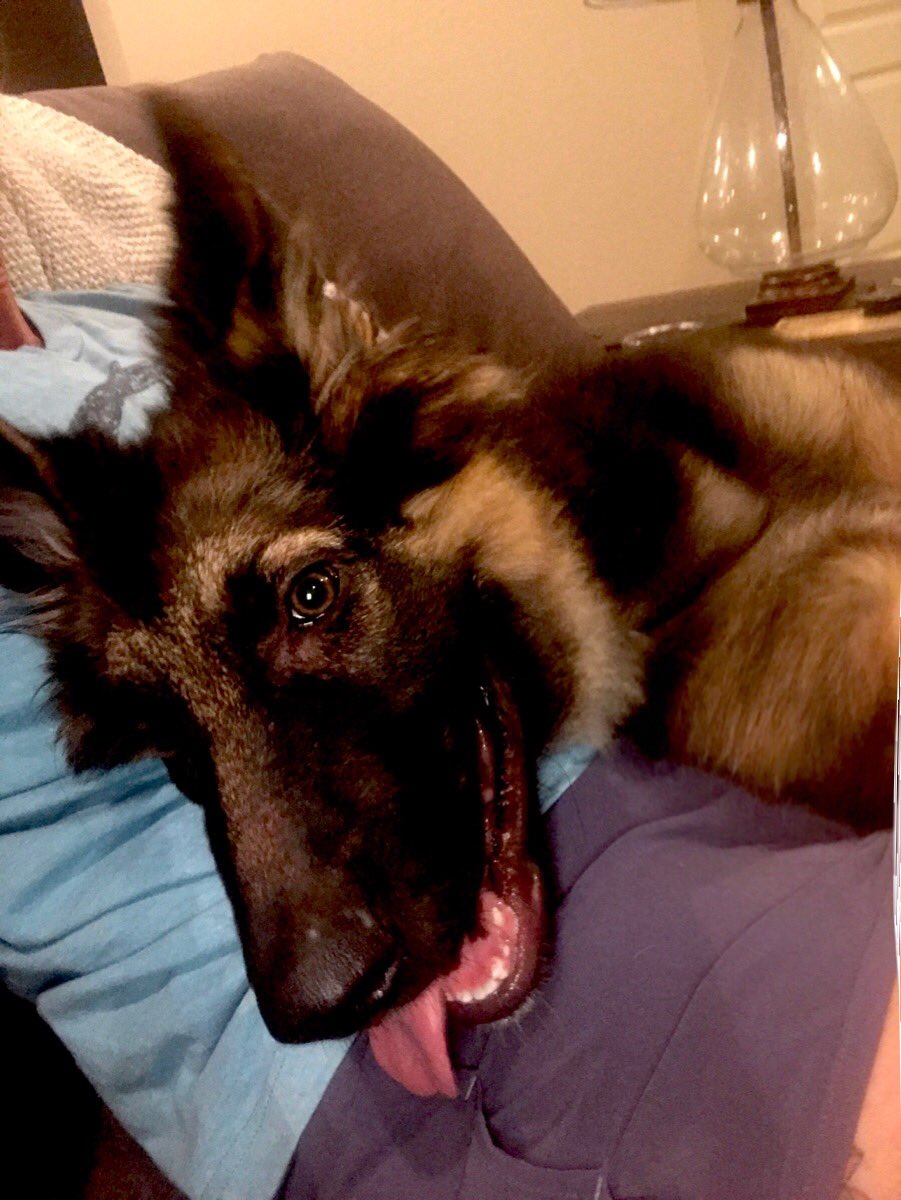 thepoeticimage's tweet photo. #ourbabyboy is getting #sobig ! #Hana&amp;LailasBabyBro #GSD #proudmama of a #furbaby (or +two) #PuppyLove #🐶❤️ https://t.co/EjKcVRUUvv