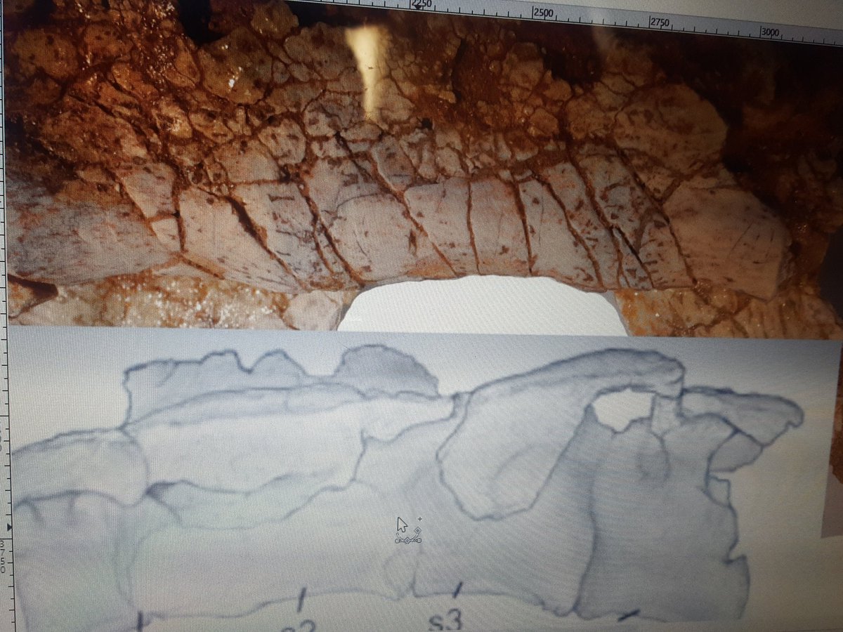 paleorob's tweet photo. What if I never saw another #sacrum again? Would I be happy then? #paleo #fossil #paleoprobs #paleoproblems https://t.co/rYMeommk4n
