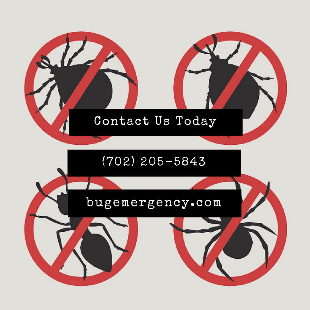 bugemergency's tweet image. We specialize in all sorts of bug control! Visit bugemergency.com for more info! #LasVegasPestControl #BugEmergency