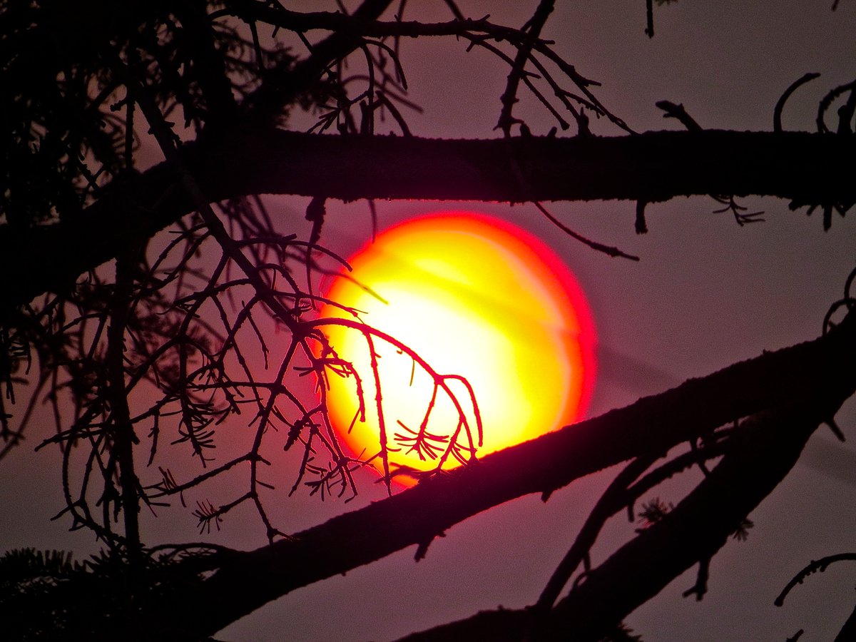 JoyousBounce11's tweet photo. Sunset the BC Forest Fire smoke and Haze filling the air above Calgary tonight
Surreal Sky My heart breaks for BC #yyc #bcforestfire #sunset https://t.co/02EN9iv7A7