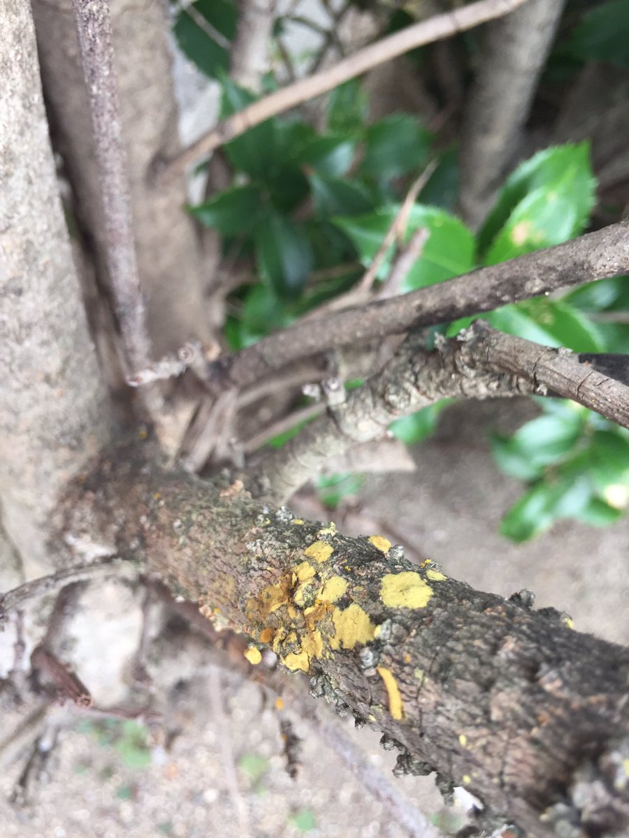 Kota N また見に行ってしまった クマバチの巣穴 近くの葉っぱと巣穴の下方の枝に黄色い汚れ 花蜜と花粉食だとミツバチと同じようなフンなのね 今まで意識してなかったけど結構目立つ 尻だけ出してフンするのか 飛び立ってするのか どっちだろう