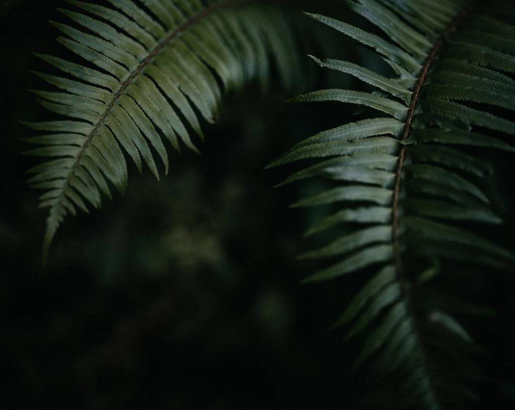 kimjayphoto's tweet photo. 🌿 https://t.co/pqGBu784Dt https://t.co/xoBXXjzvUL