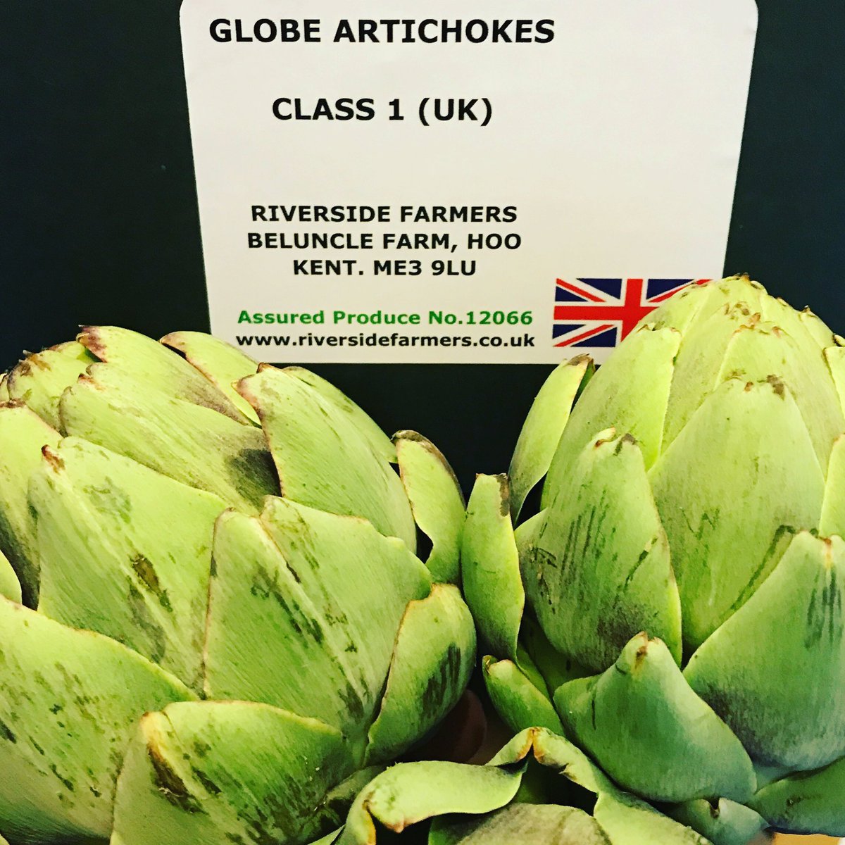 Beautiful Kentish Globe Artichokes in from Beluncle Farm in Hoo. More top class locally grown produce. 🍏💚 #fresh #seasonal #local #produce