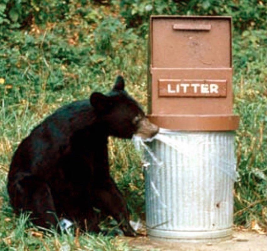 Fifth bear killed in Sooke dlvr.it/PWf9Qb #yyj https://t.co/1Af3CfhbYo