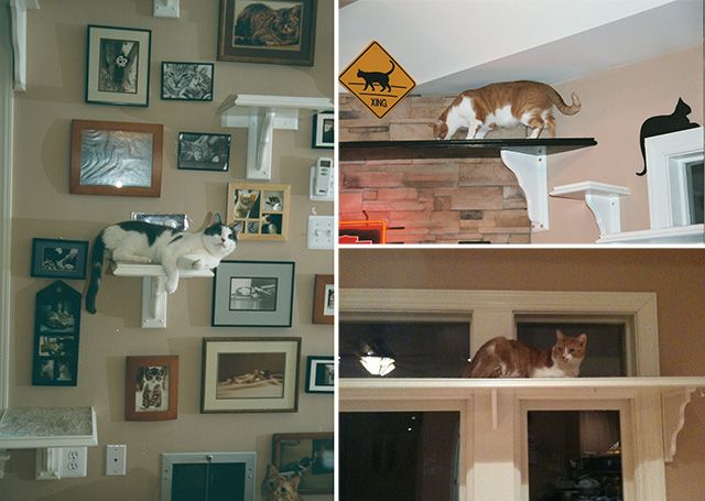 MarioPapolis's tweet image. Not easy to live with,but they are all i have gat😀😀