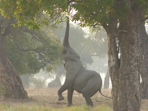 AfricanBushCamp's tweet photo. #ManicManaMonday ! 
Mana Pools National Park is known for the elephants who stand on their hind legs to reach the higher hanging fruit! https://t.co/YqlAhcKxW6