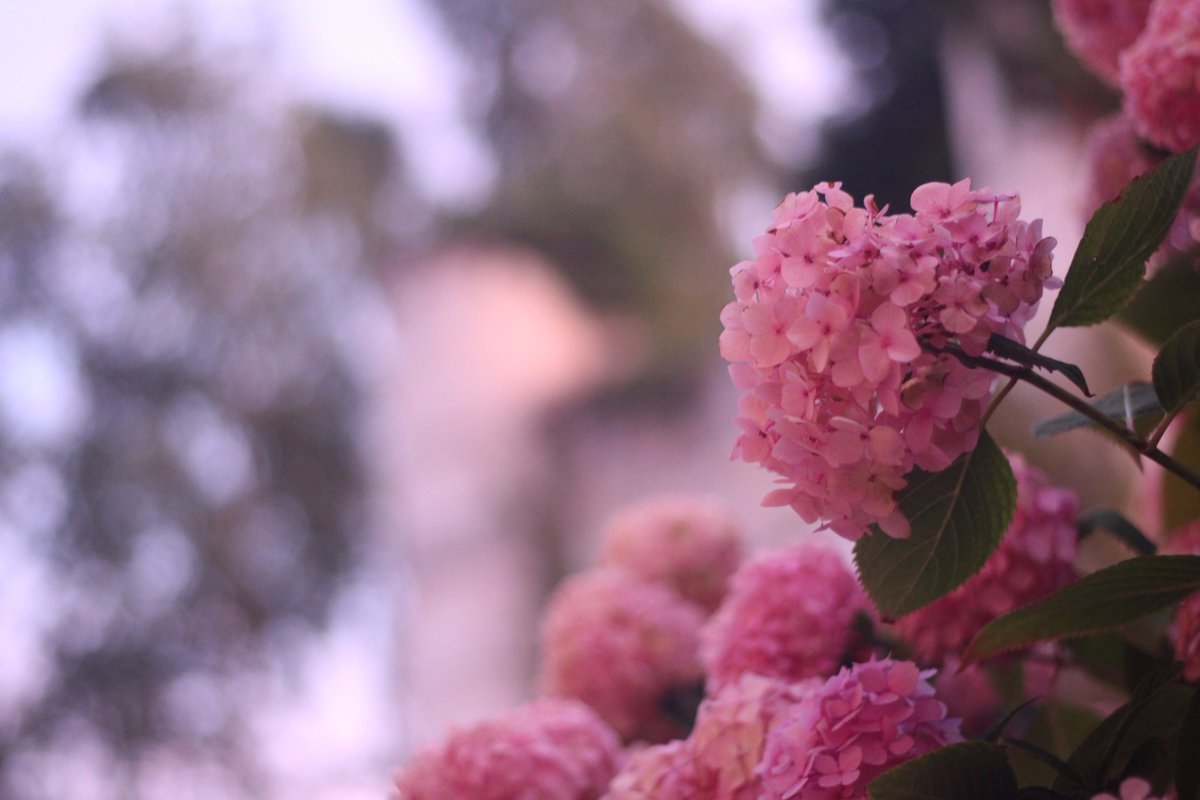 EliseHeb1's tweet photo. rose https://t.co/vMTzyxLLMG