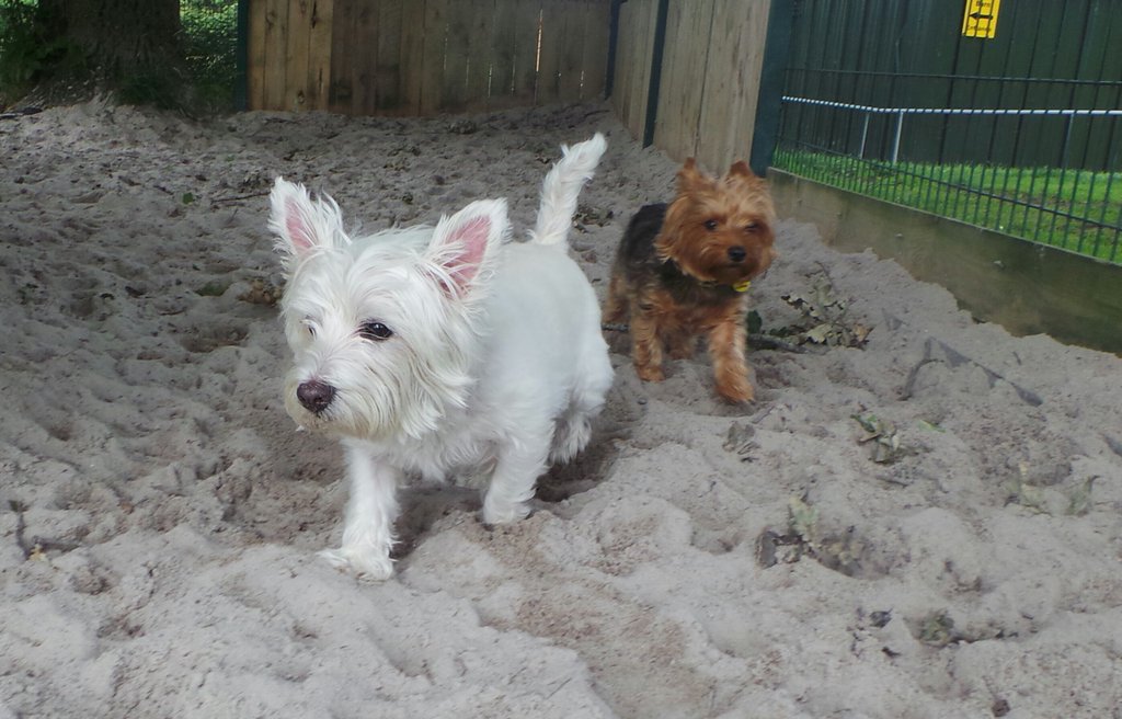 DT_WestCalder's tweet photo. Here are best friends Missy and Evie who are looking for a home together! Come and visit them here at the centre! 🌈🐶🐾 #adoptdontshop https://t.co/1zdXzyHm4W