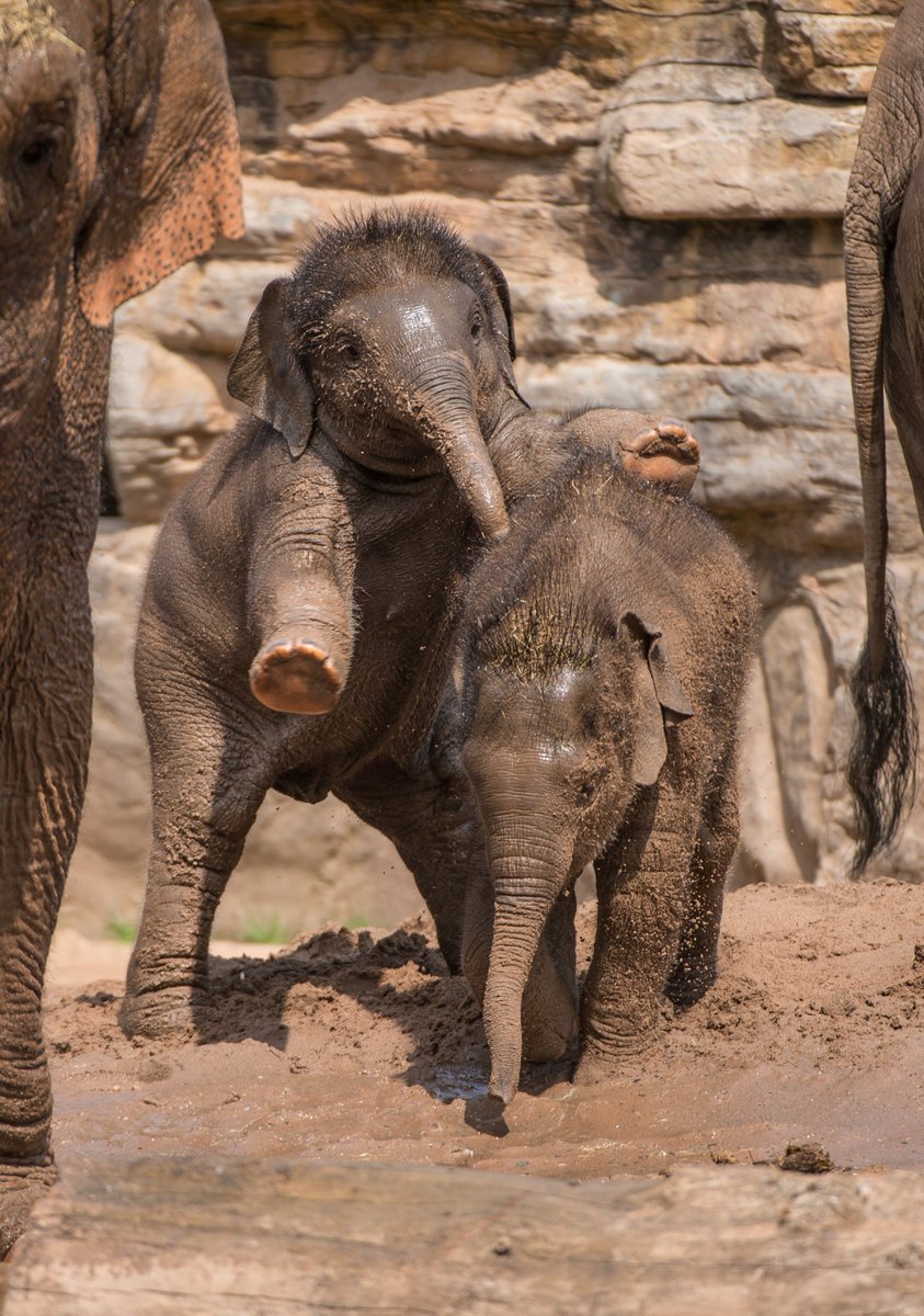 chesterzoo's tweet photo. 🐘JOIN OUR SUMMER STAMPEDE!🐘

Sign up to our fun sponsored stomp and help us protect elephants around the world 🌏

https://t.co/fyaYEnhlXD https://t.co/qXp7mDGI6S