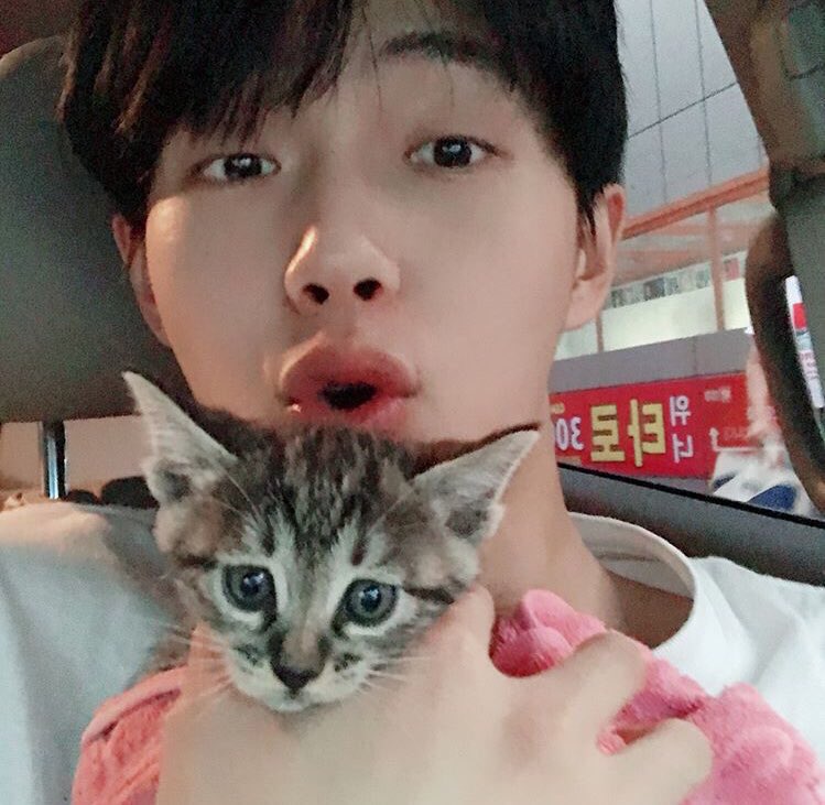 Happy International Cat Day to an actual cat successfully cosplaying a