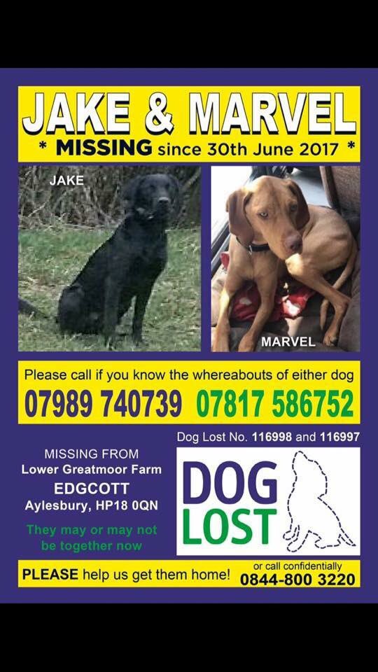 rosiedoc666's tweet photo. MARVEL & JAKE #missing from #Edgecott #Buckinghamshire #HP18 together but probably separated now DO NOT CHASE 'sit down' they'll be scared https://t.co/mnTqky5mUT