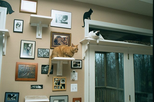 MarioPapolis's tweet image. Not easy to live with,but they are all i have gat😀😀