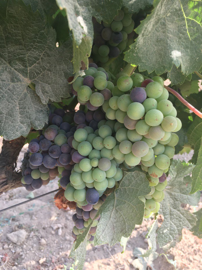 fondugues's tweet photo. Véraison précoce, bon millesime rouge  @fondugues #merlot #millesime2017 https://t.co/O3NBWWm4iN