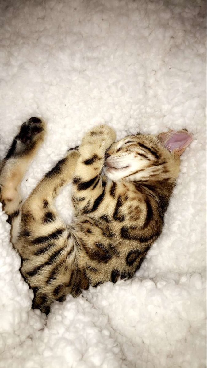 LANDN's tweet image. LOOK AT HER AWWW