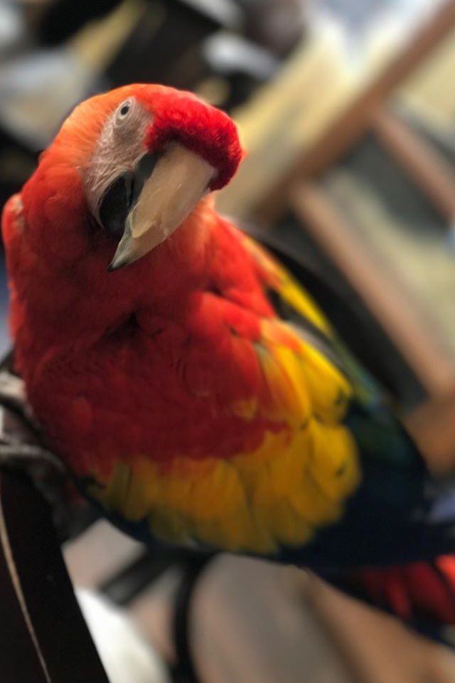 Parrot the most beautiful bird I love❤️❤️❤️❤️