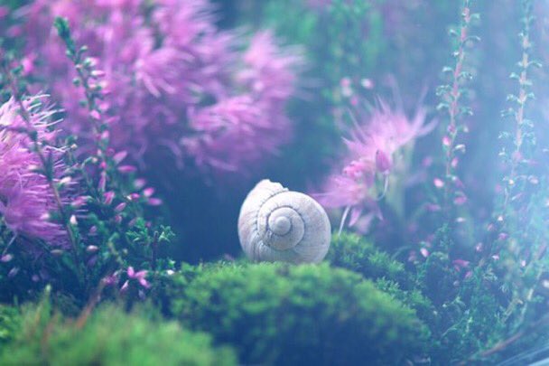 jihi890's tweet photo. *
*･゜ﾟ･*:.｡..｡.:*･カタツムリ･*:.｡. .｡.:*･゜ﾟ･* https://t.co/VYwzFk6QyM