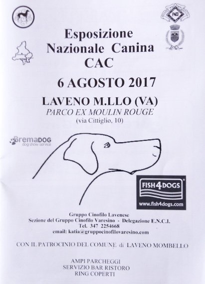 lavenomombello's tweet photo. Ultimi giorni per iscriversi all'#EsposizioneNazionaleCanina #6Agosto #LavenoMombello https://t.co/Kaow1kePxG https://t.co/P8cmY3GkNd