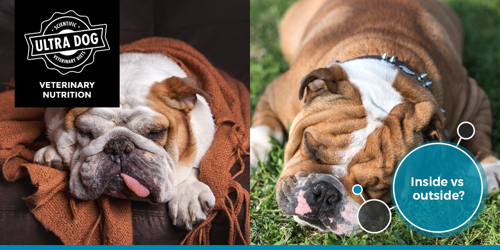 ultradogsa's tweet photo. What is your opinion, should dogs live inside or outside? Here's an article on the pros and cons of both: https://t.co/42LECk3dDo https://t.co/0aUdkZ7cAN