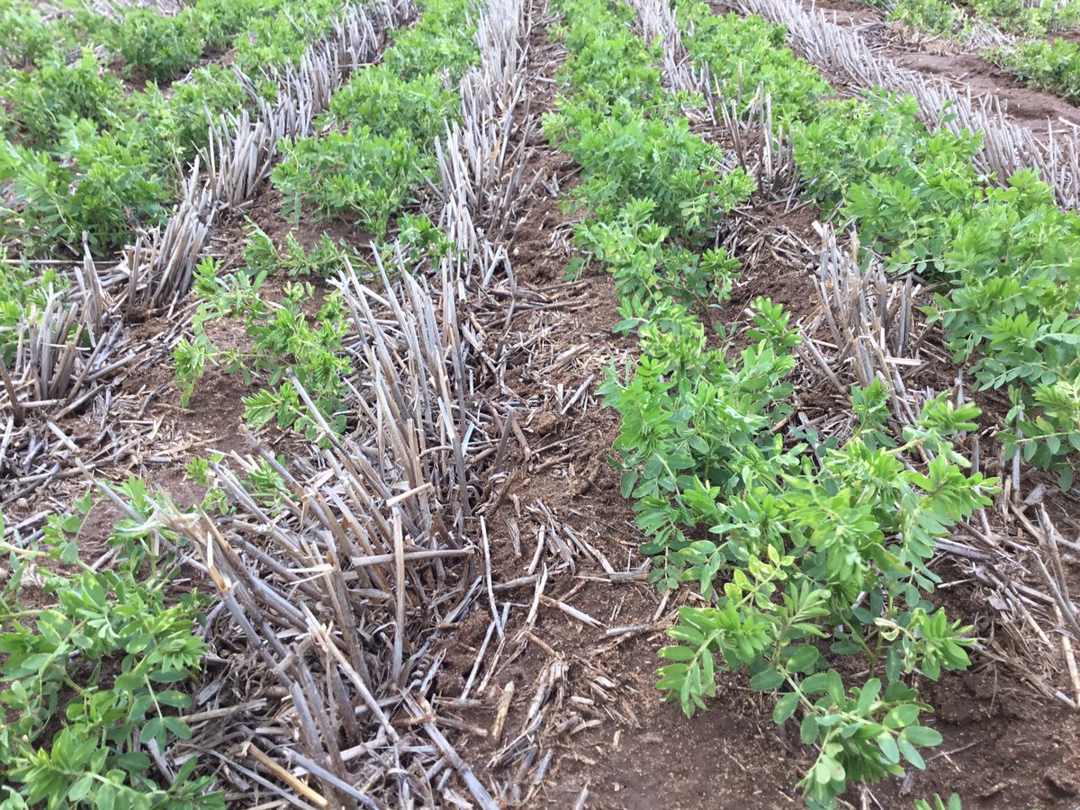 DMAg_consultant's tweet photo. Varietal tolerance of Bolt vs Jumbo 2- diflufenican - clear difference 🔥🌱 @JasonBrand @MatthewsonSean #rootuptake https://t.co/ppdmosbgMq