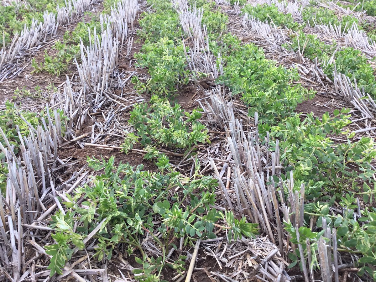 DMAg_consultant's tweet photo. Varietal tolerance of Bolt vs Jumbo 2- diflufenican - clear difference 🔥🌱 @JasonBrand @MatthewsonSean #rootuptake https://t.co/ppdmosbgMq